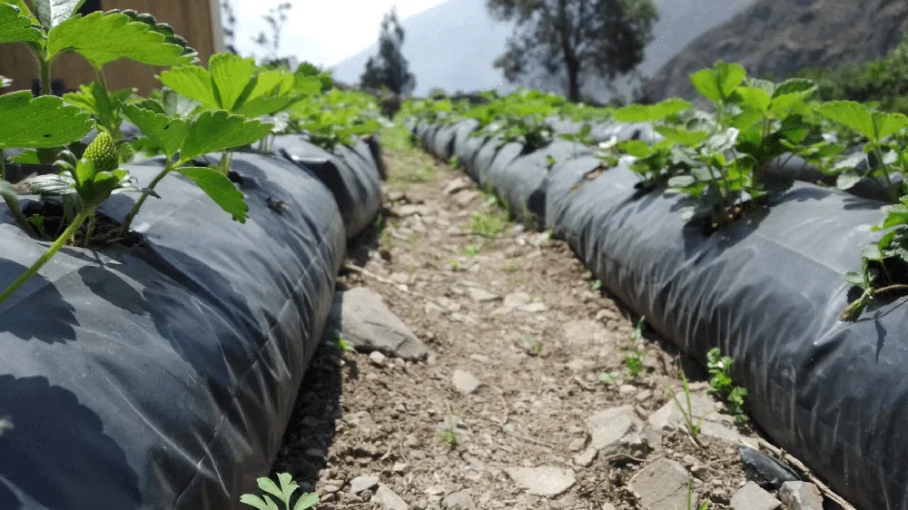Industria Agroexportadora con manga plástica manga azul - aplicación industrial en Perú - PACKAGING S.A.C.